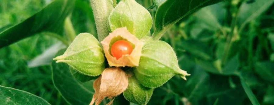 ashwagandha-1448693177_